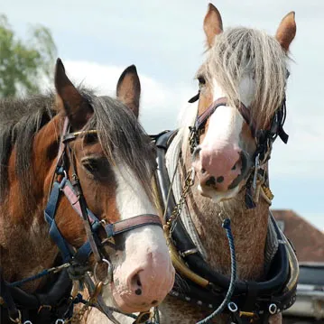 Horses Horses