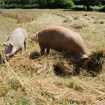Pigs at the show Pigs at the show